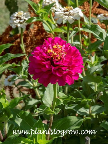 'State Fair' Zinnia Pink